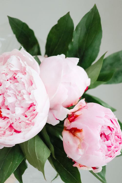 Free Vibrant pink peonies in full bloom with lush green foliage, captured in a striking close-up. Stock Photo