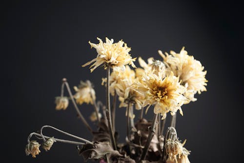 Free Yellow Flower in Black Background Stock Photo