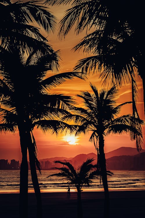 Free Silhouette of Palm Trees at the Beach Stock Photo