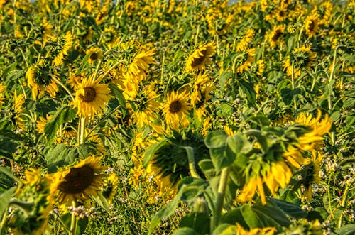 Free Yellow Sunflower Field Stock Photo