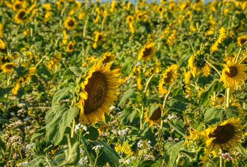 Ripe Yellow Sunflowers Blooming in a Field