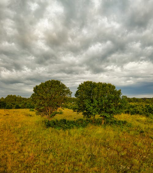 Gratis stockfoto met bewolkt, bomen, gras