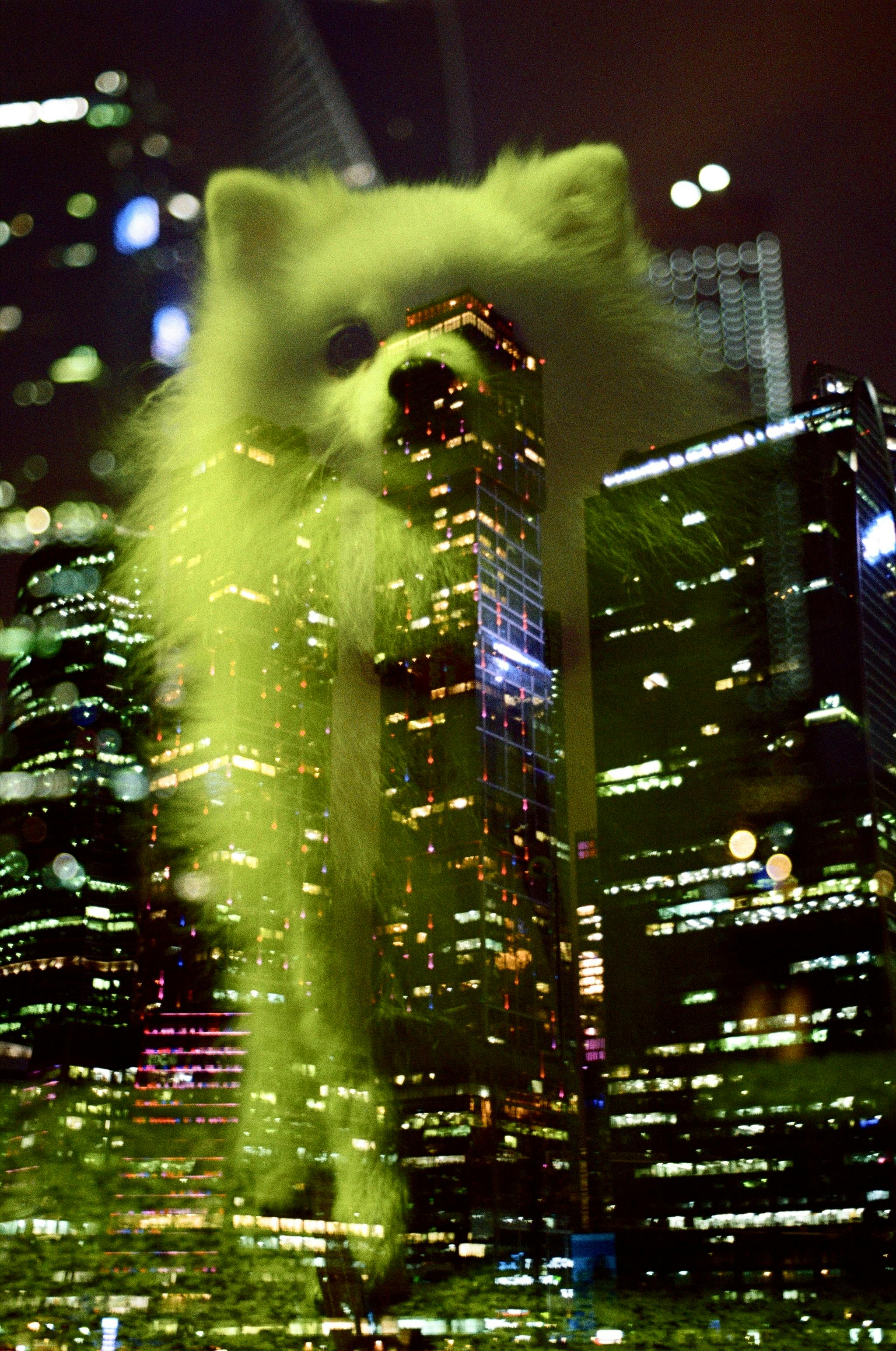 A Reflection of a Dog Looking at the City Buildings at Night