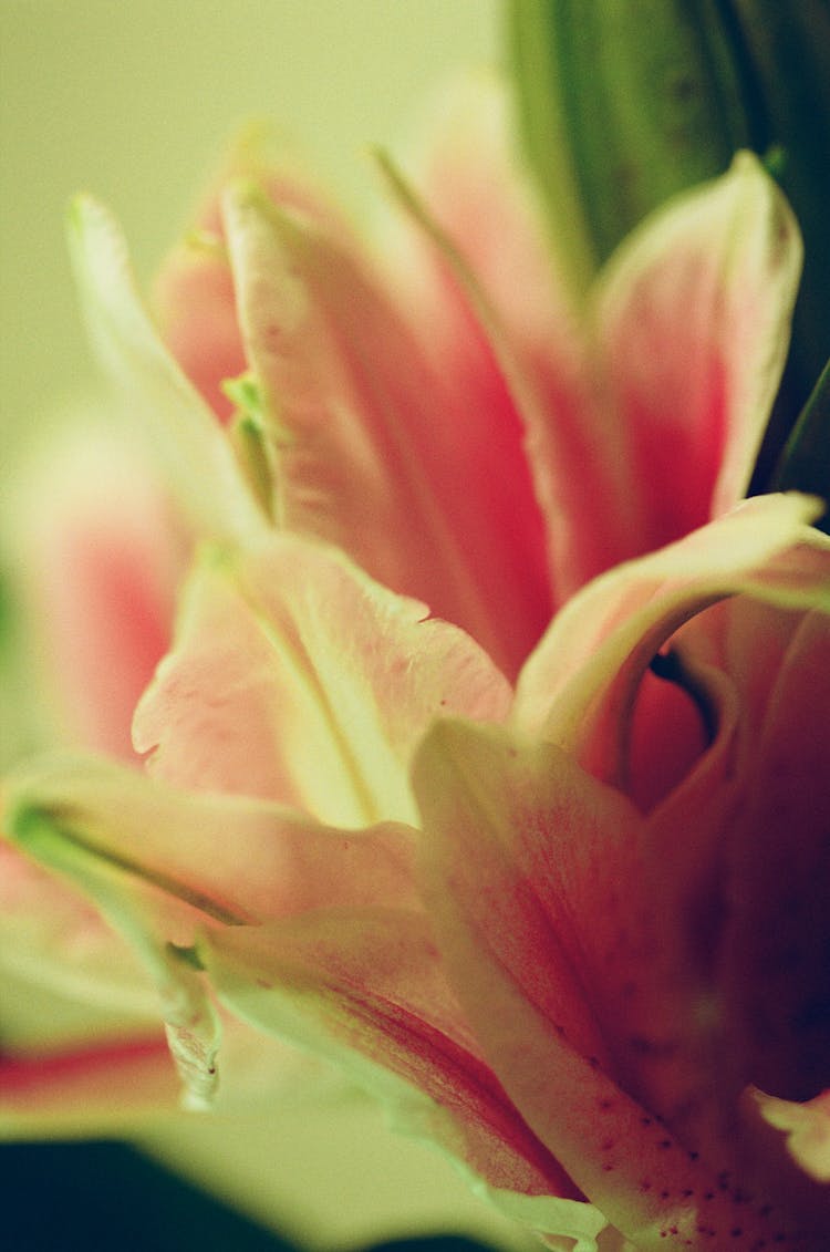 Close Up Of Pink Flower