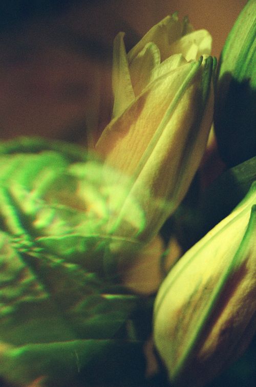 Free A vibrant artistic close-up of yellow flower buds with green leaves adding a natural contrast. Stock Photo