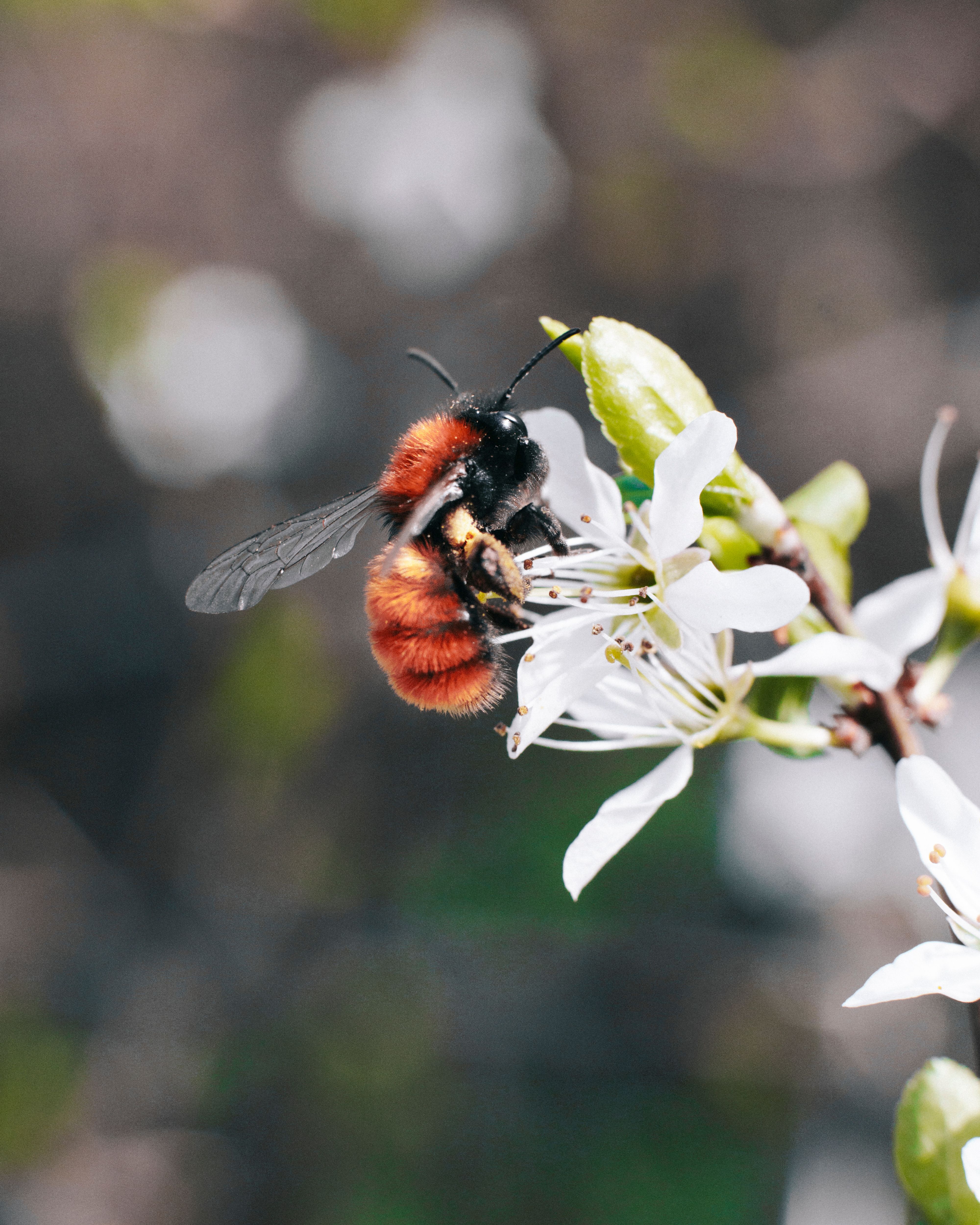 Bee on pale blossom during early spring daylight