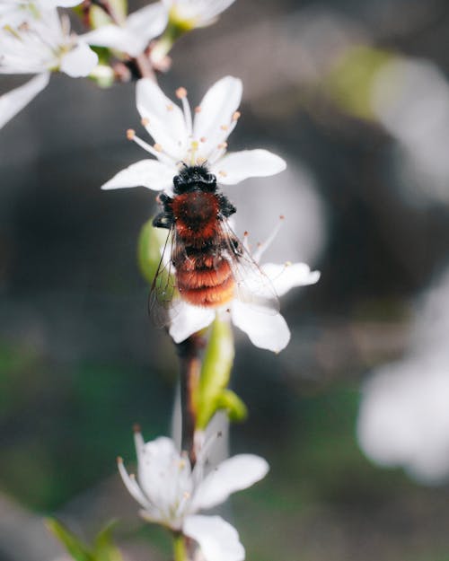 Bruine En Zwarte Bij