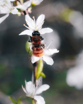 特写镜头：大黄蜂在户外从白花中采集花蜜