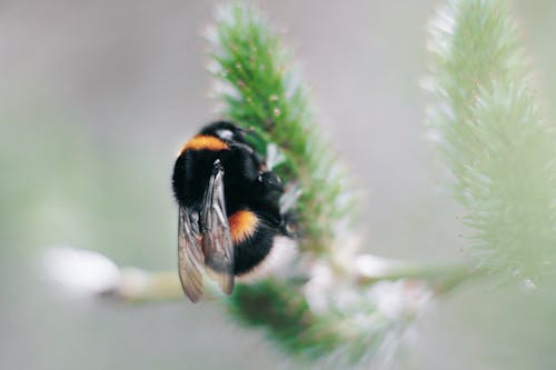 бесплатная селективная фокусировка черно желтой пчелы плотника Стоковое фото