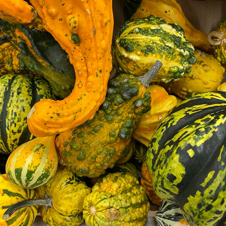 Gourds For Halloween Decoration