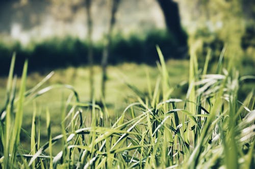 Fotografi Close Up Rumput Hijau