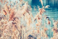 金色芦苇在宁静的湖边，捕捉了夏日的精髓