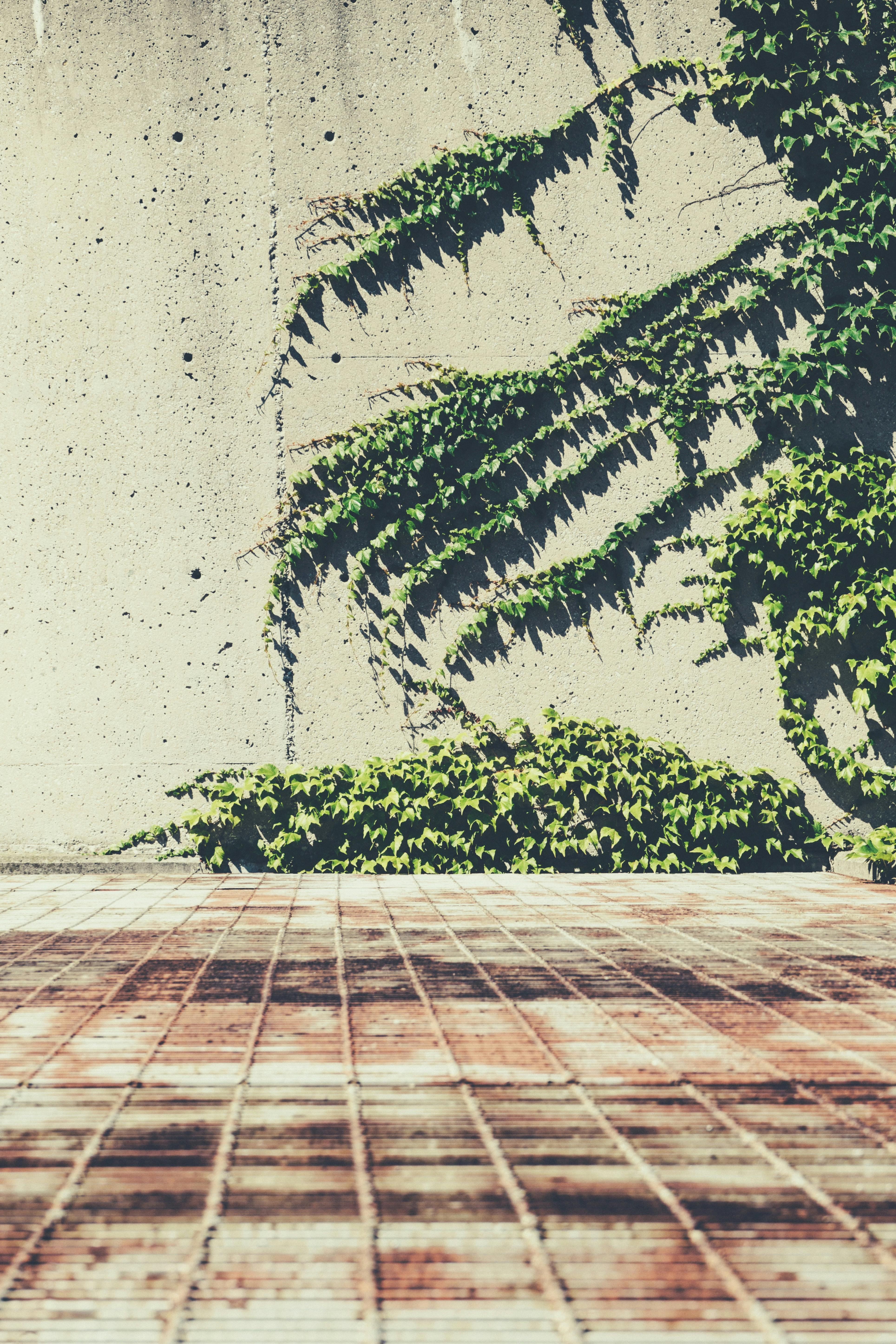 vines on a concrete wall · Free Stock Photo