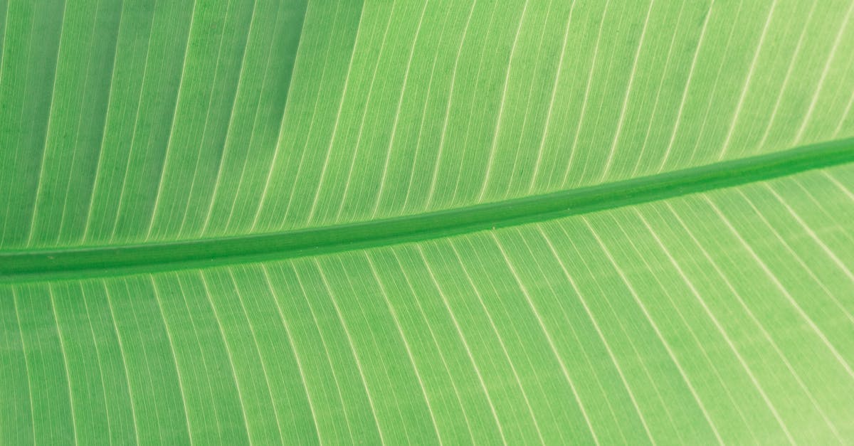 Green Leaf