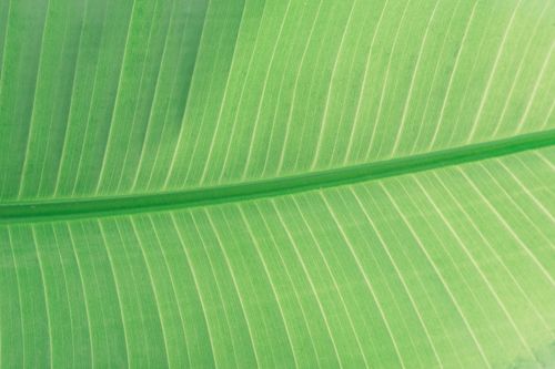 Free Detailed view of a vibrant green tropical banana leaf showcasing its intricate vein patterns. Stock Photo
