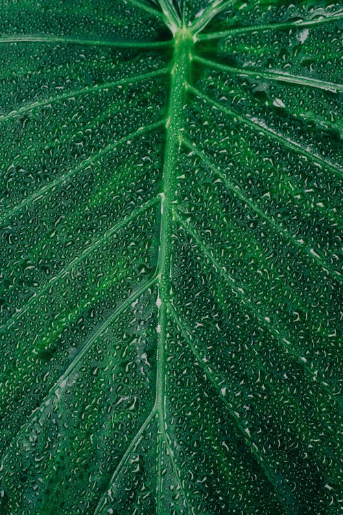 잎에 Dewdrops의 클로즈업 사진