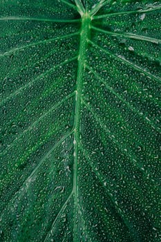 A detailed macro shot showcasing vibrant green leaf covered in dewdrops.