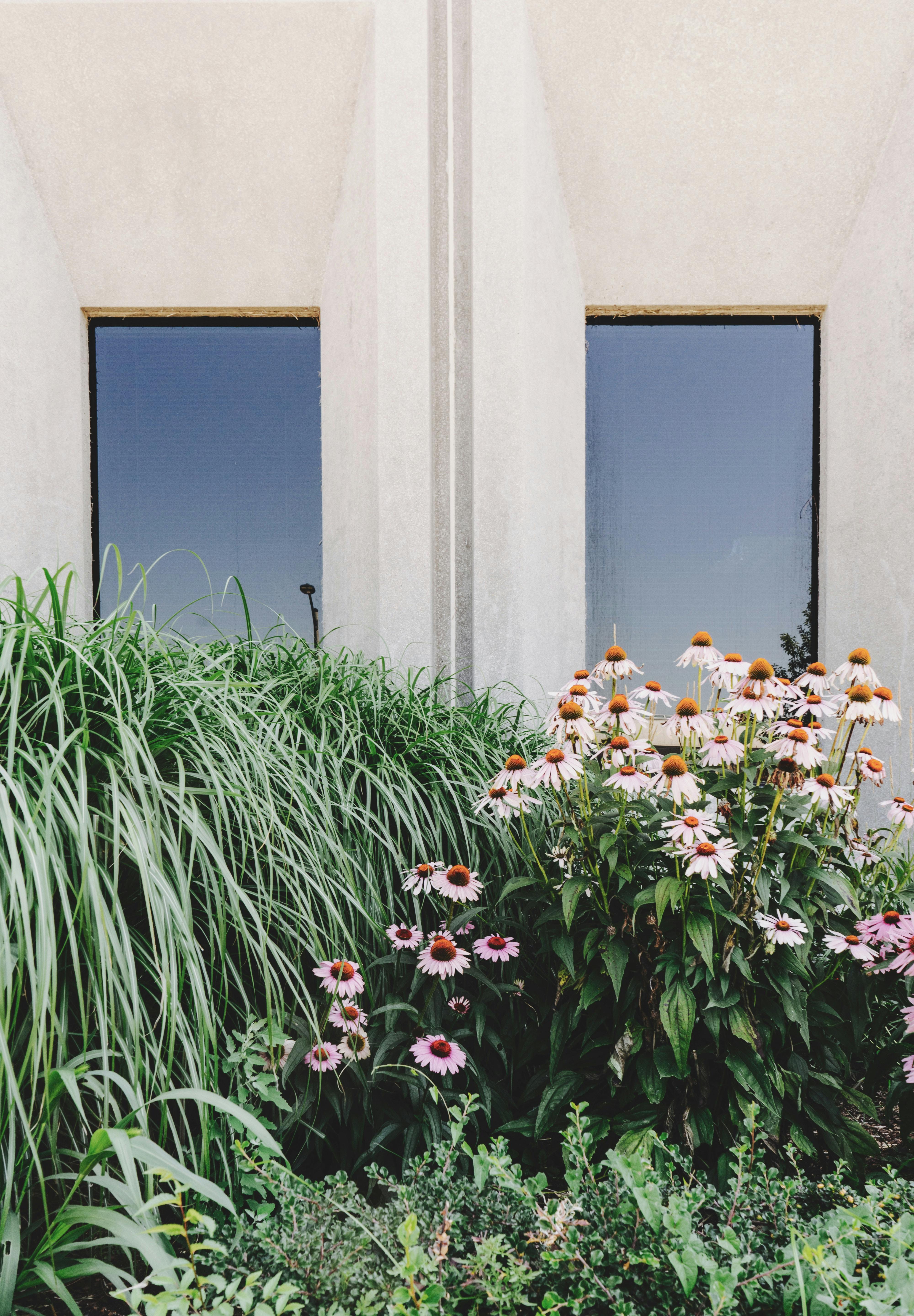 Green and White Flowers Outside the House · Free Stock Photo