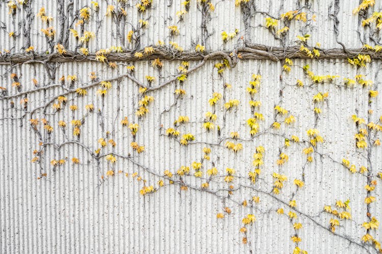 Yellow Vines On Gray Concrete Wall