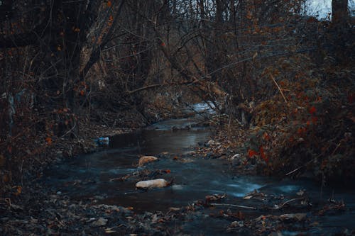 A Stream Between Dried Plants in the Forest