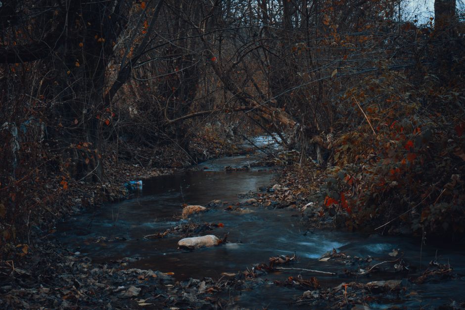 Fotomural Un arroyo tranquilo fluye a través de un bosque sin hojas en otoño, rodeado de plantas secas.