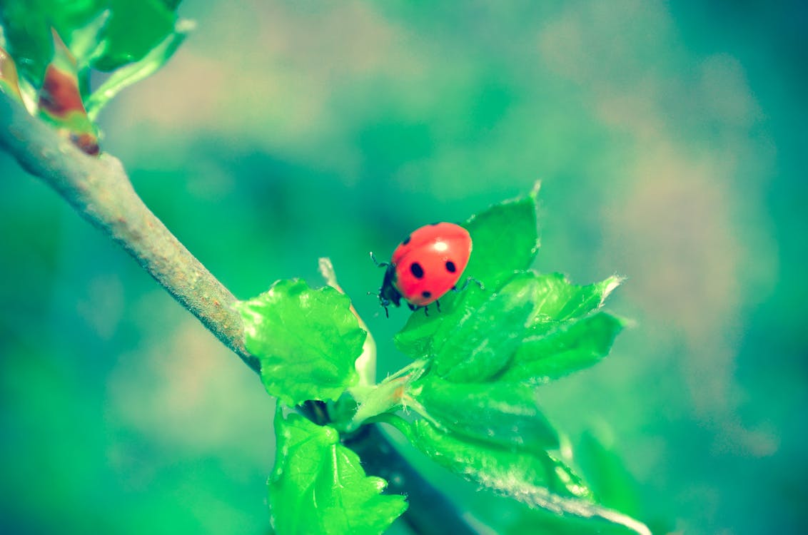 Free stock photo of branch, ladybug