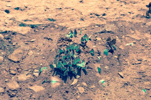 Free stock photo of butterflies, butterflies swarm, moths Stock Photo