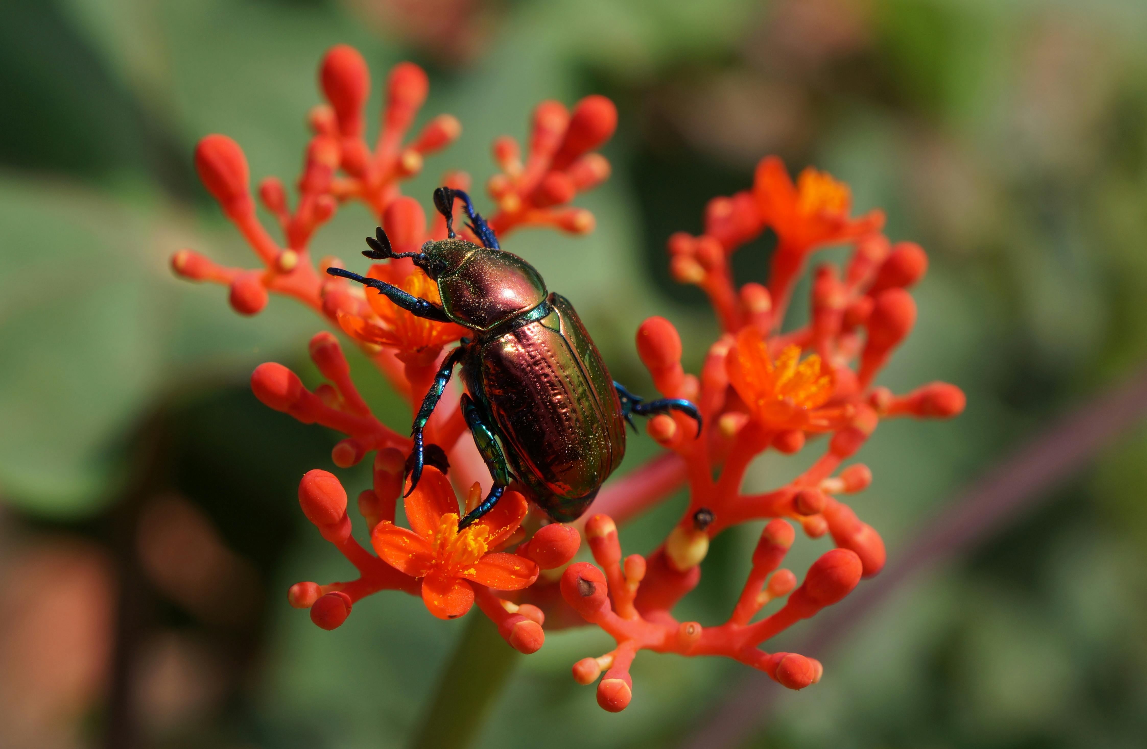 New World Screwworm | Animal and Plant Health Inspection Service — Photo by Gleive Marcio Rodrigues de Souza on Pexels