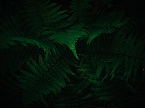 คลังภาพถ่ายฟรี ของ การถ่ายภาพพืช, พืชเฟิร์น, มืด