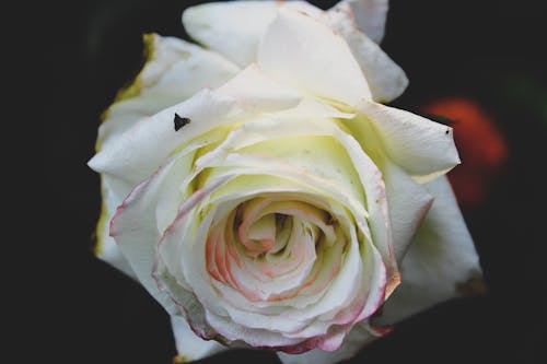 Gratuit Photo Gros Plan De Fleur Rose Blanche Photos