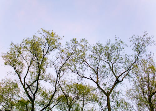 Free stock photo of branch, branches, nature