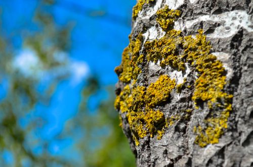 Free stock photo of forest, tree, tree bark Stock Photo