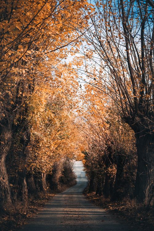 Photo of Road in Between Trees · Free Stock Photo