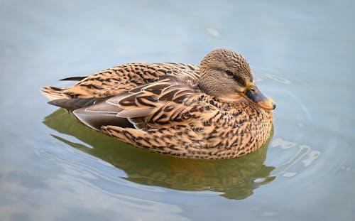 A Beautiful Brown Duck Swimming in a Pond