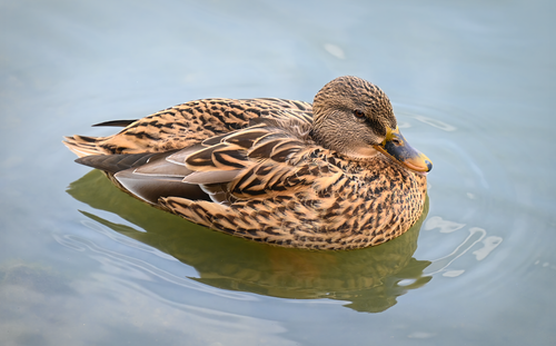 Free Close-up of a female mallard duck gliding peacefully on calm water. Stock Photo
