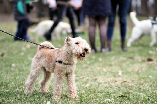 Adult Lakeland Terrier