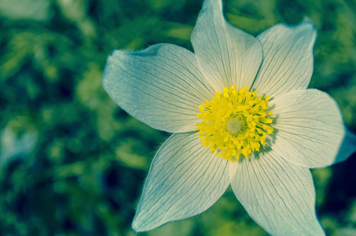 Free White and Yellow Flower during Daytime Stock Photo