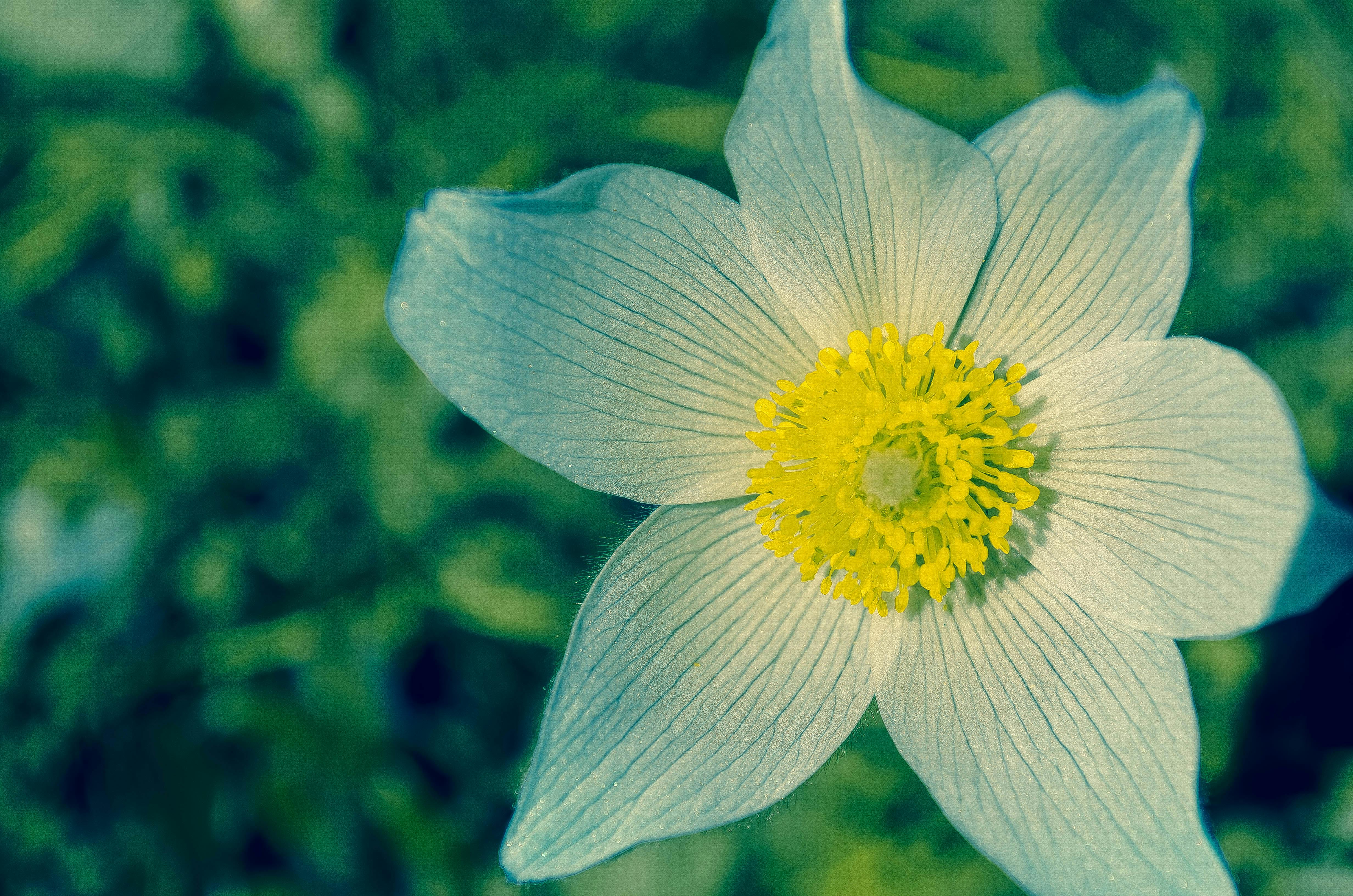 White and Yellow Flower during Daytime · Free Stock Photo White and Yellow Flower during Daytime · Free Stock Photo