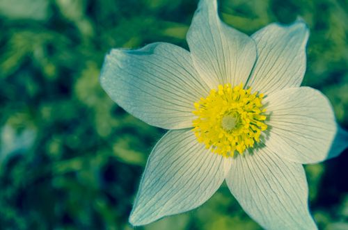 Free Detailed macro shot of a white anemone flower with vibrant yellow center. Stock Photo