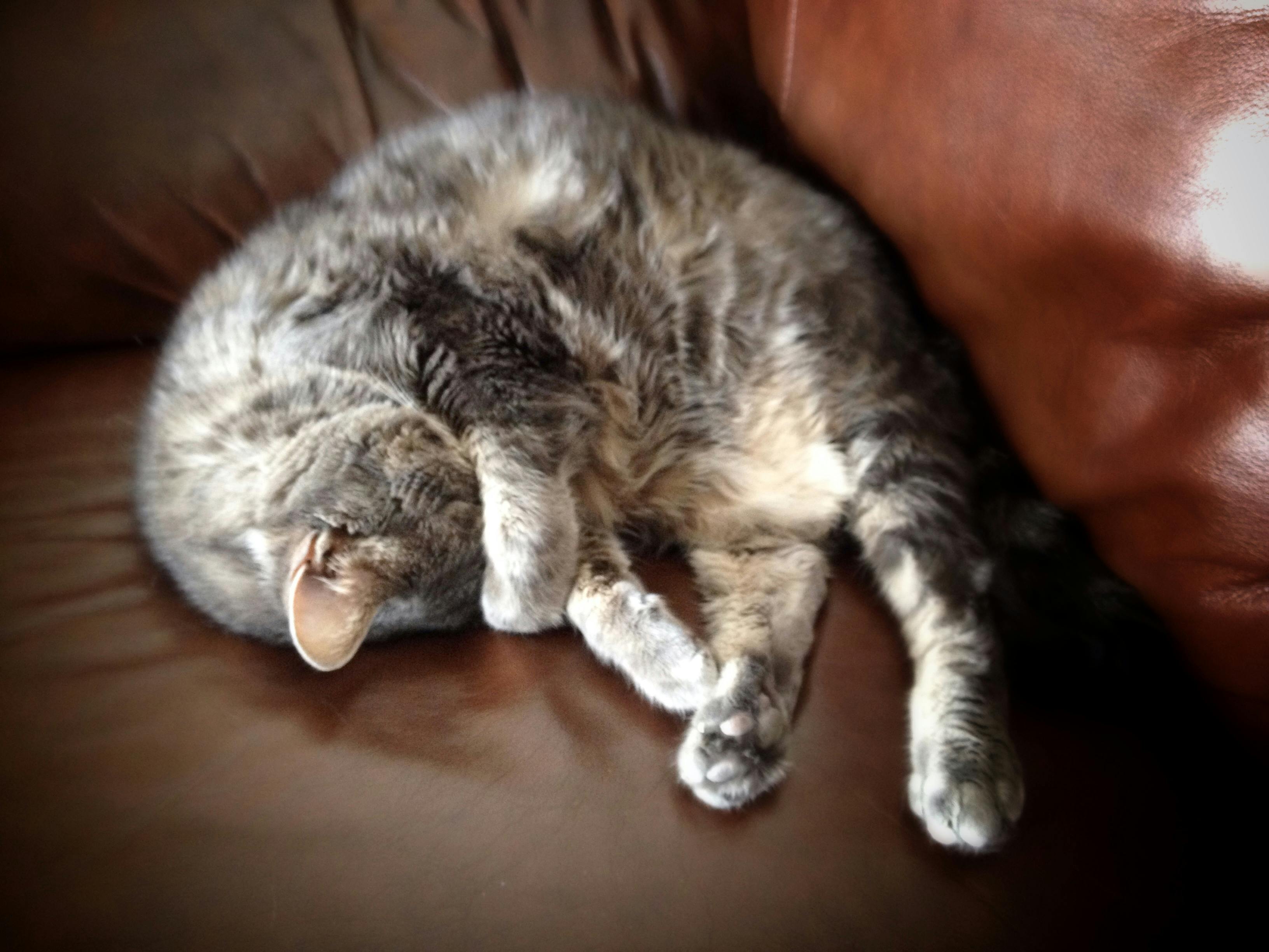 Free stock photo of lazy, sleeping cat