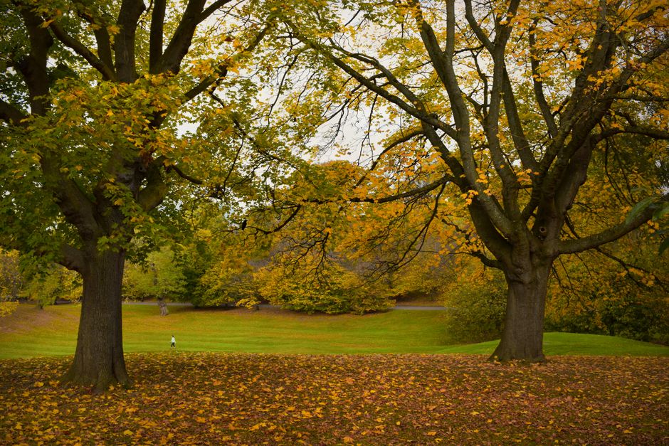 Vibrant autumn foliage in a peaceful London park, creating a picturesque natural scene.