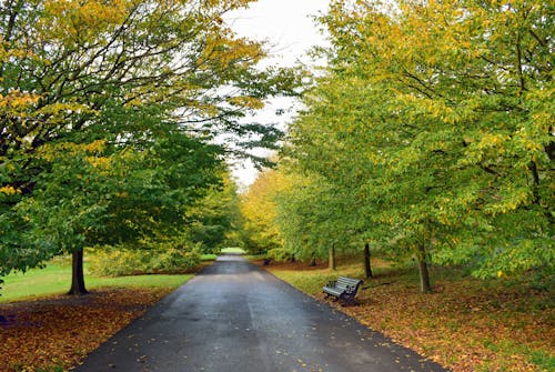 Free stock photo of autumn, autumn colors, fall foliage