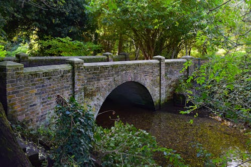 Free stock photo of bridge, foliage, nature