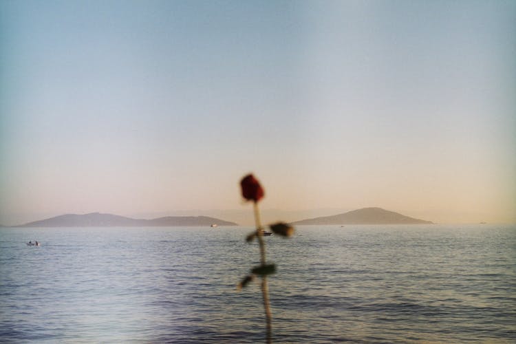 Red Rose And Sea At Sunset