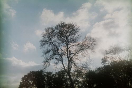 Free A tranquil scene in İzmit, Turkey, featuring a tree silhouette against a peaceful cloudy sky. Stock Photo