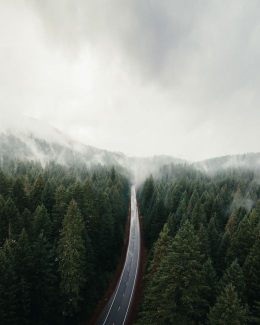 Aerial view of a misty evergreen forest with a road cutting through, in Oregon, USA.