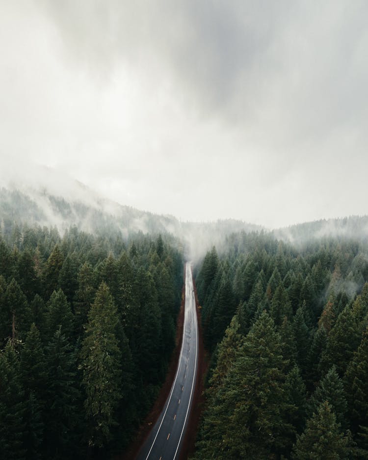 Road In The Middle Of Green Trees 