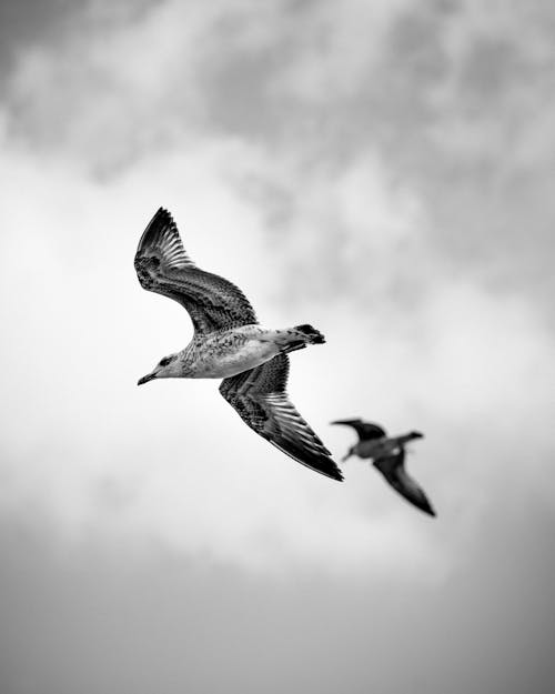 Free Black and White Picture of Flying Seagulls Stock Photo