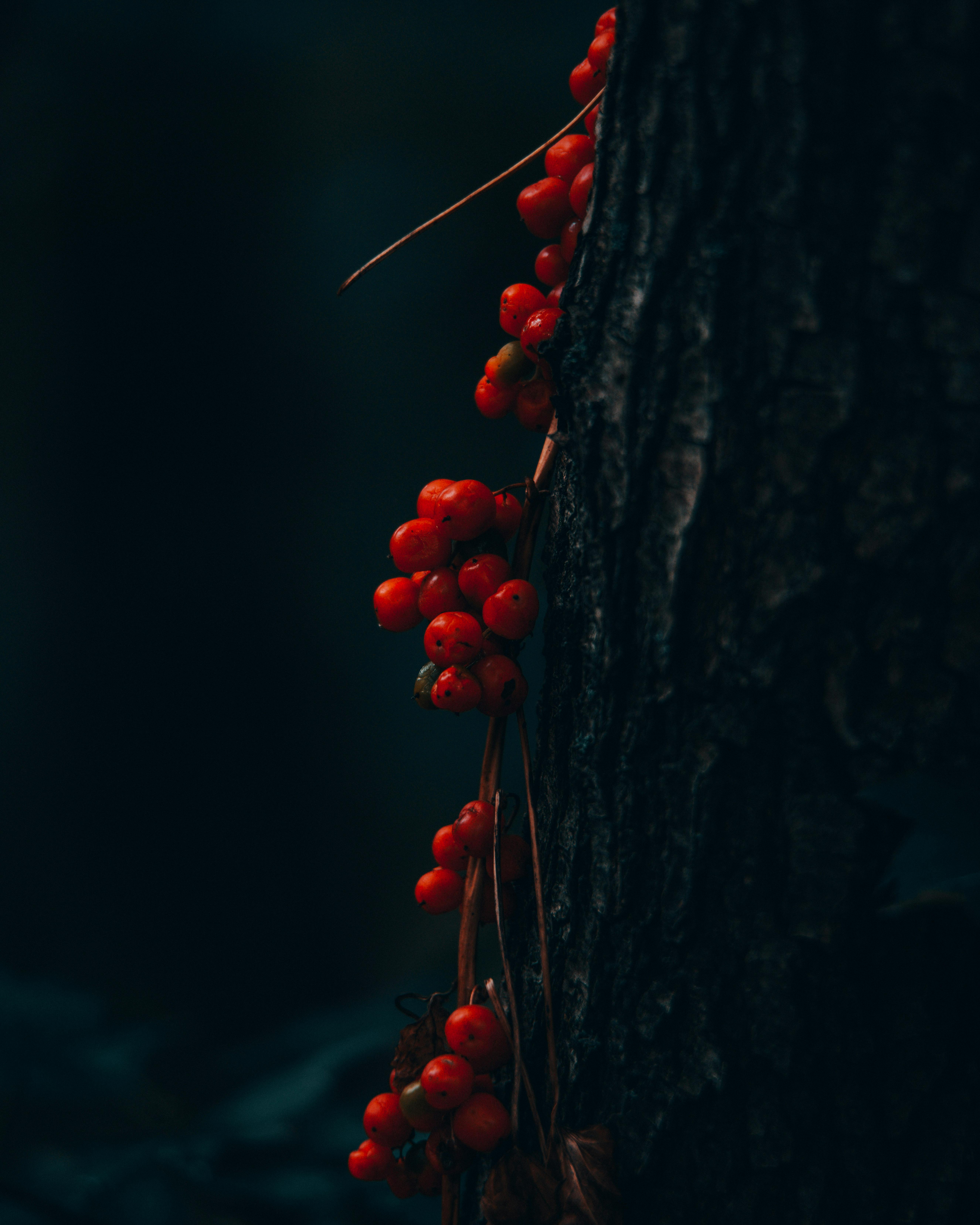 A moody close-up of vibrant red berries growing on a dark tree trunk, embodying the essence of nature.