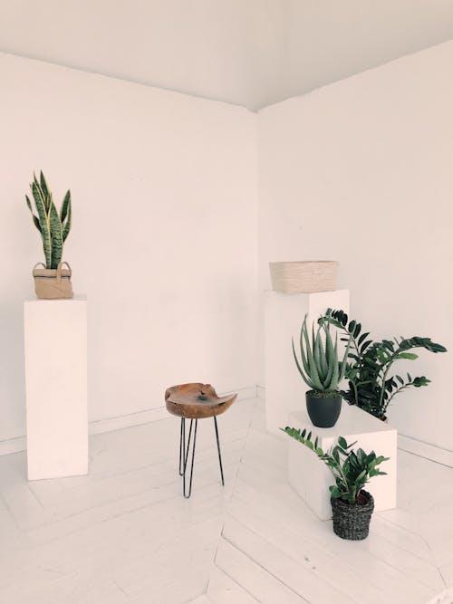 Free Photo of Plants Near Wooden Chair Stock Photo